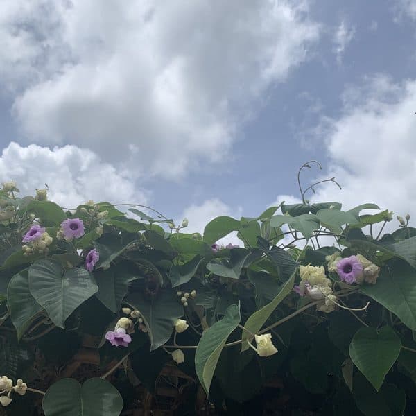 Purple Hibiscus